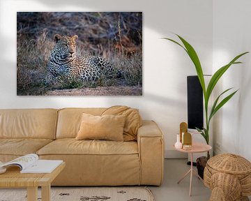 Luipaard in Krugerpark Zuid-Afrika