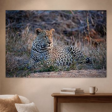 Léopard dans le parc Kruger en Afrique du Sud