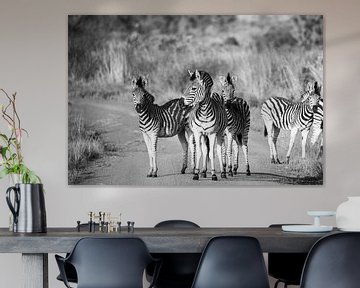 Zebra's in Krugerpark, Zuid-Afrika, zwart-wit