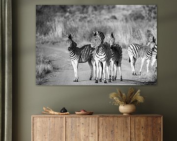 Zebras im Krügerpark, Südafrika