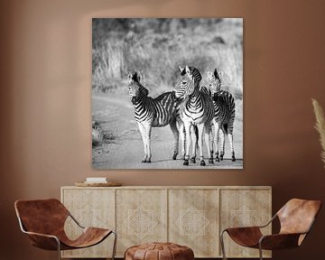 Zebra's in zwart-wit