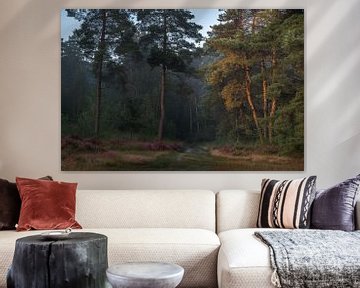 Pine path in the golden light of the rising sun by John van de Gazelle fotografie