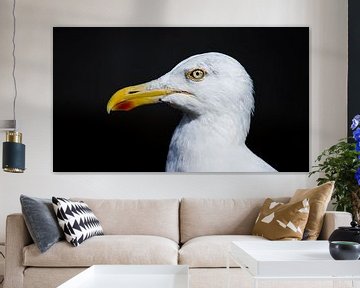 Seagull by Wildthurn Photography