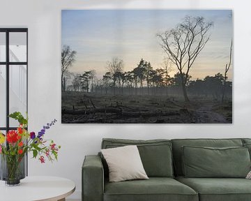 Ondergaande zon in het bos