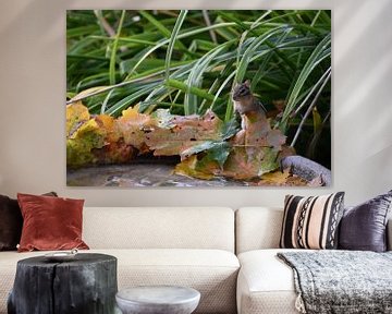 A squirrel in the garden in autumn by Claude Laprise