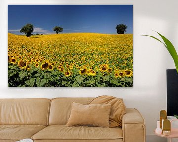 Champ de tournesols  sur Annelies van der Vliet