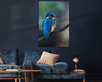 Kingfisher by IJsvogels.nl - Corné van Oosterhout