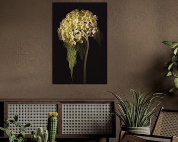 Schöne Kunst Viburnum von Sandra Hazes