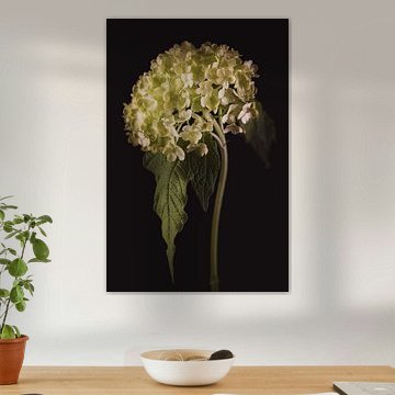 Schöne Kunst Viburnum von Sandra Hazes