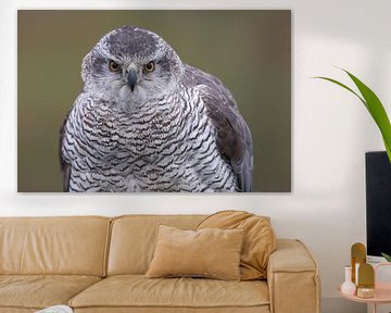 Havik (Accipiter gentilis) van Ronald Pol