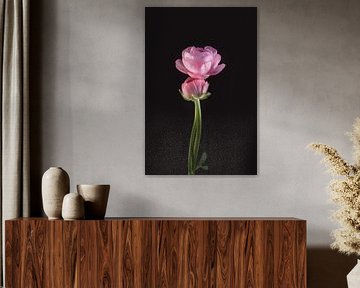 Kunst Ranunkel von Sandra Hazes