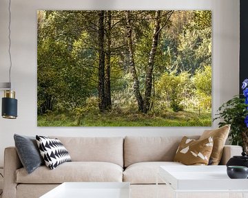Berkenbomen in het bos van Holger Spieker