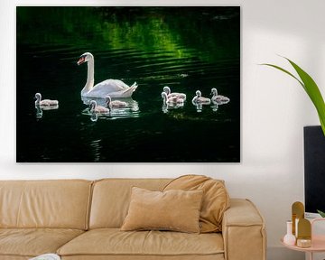 Swan family swimming in the lake by ManfredFotos