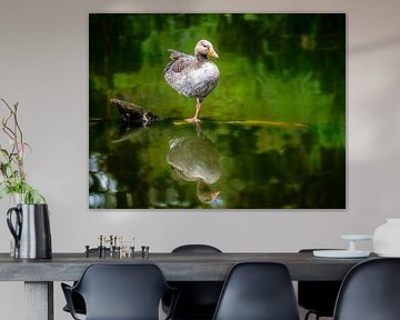 Oie cendrée debout dans l'eau sur ManfredFotos