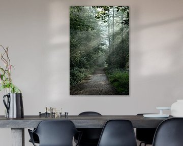 A morning walk in the forest by Captured by Kay