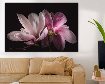 Roze Magnolia's - Roze bloemen met betekenis