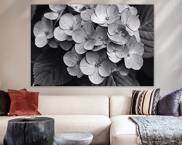 Hydrangea in Zwart-Wit