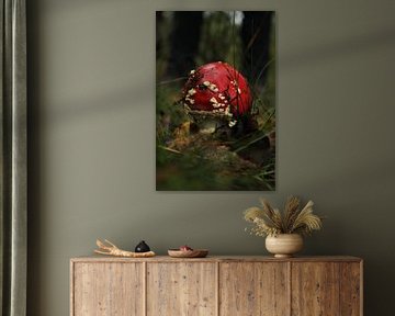 Herbst in den Niederlanden