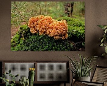 Herbst in den Niederlanden