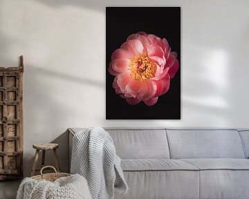 Schöne Kunst Pfingstrose von Sandra Hazes