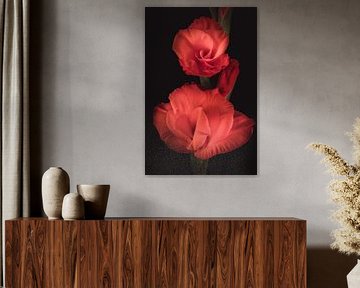Feinere Kunst Gladiolen von Sandra Hazes