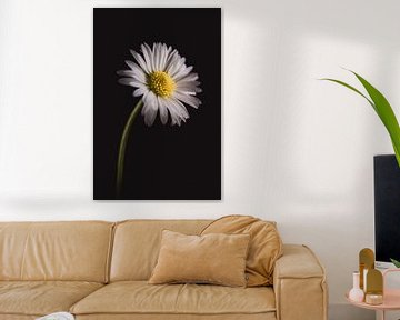 Wit Madeliefje | Werk aan de muur bloemen van Sandra Hazes