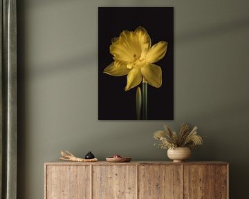 Gele Narcis - Gele bloemen met betekenis
