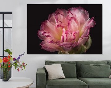 Roze Tulp | Werk aan de muur bloemen van Sandra Hazes