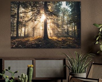 Herfstochtend in natuurpark Habichtswald bij Kassel van Catrin Grabowski