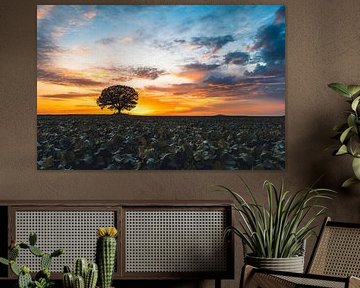 Sonnenuntergang an der Friedenseiche bei Hombressen von Catrin Grabowski