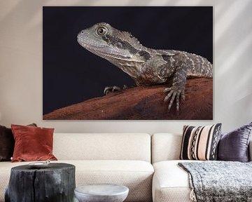 Australische Wasseragame (Intellagama lesueurii)