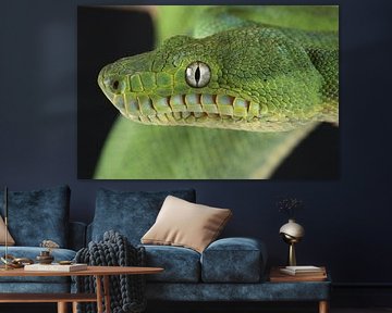 Emerald Tree Boa (Corallus caninus) by Ronald Pol