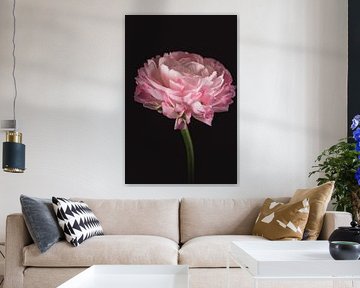 Roze Ranonkel - Roze bloemen met betekenis