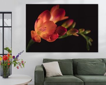 Feine Kunst Crocosmia von Sandra Hazes
