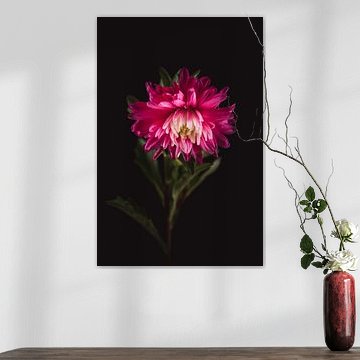 Fine art Aster by Sandra Hazes