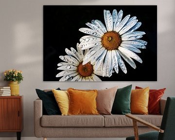 Daisy (2) colour Low Key