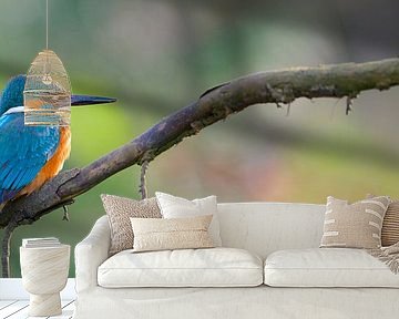 Kingfisher panorama by Kingfisher.photo - Corné van Oosterhout