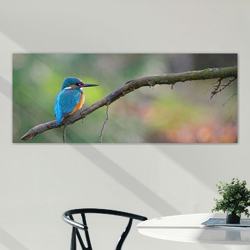 Eisvogel panorama von Eisvogel.land - Corné van Oosterhout