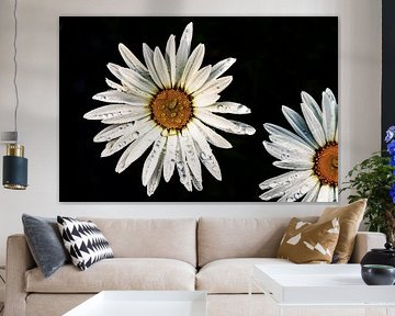 Daisy (3) colour Low Key