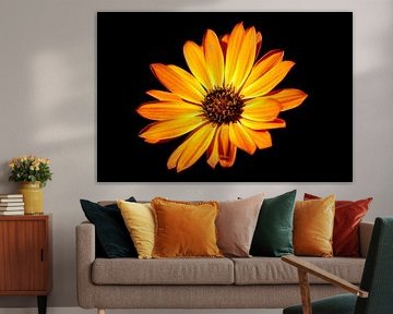 Calenduleae in low key