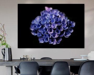 Blue Hydrangea low key. by Lex van der Putten
