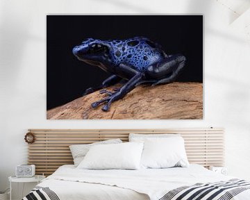 Blauwe Pijlgifkikker (Dendrobates tinctorius azureus) van Ronald Pol