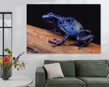 Blauwe Pijlgifkikker (Dendrobates tinctorius azureus) van Ronald Pol