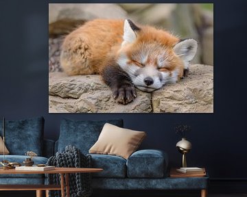 Ontspannende Rode Vos in Natuurlijke Habitat van Art & Soul Creations