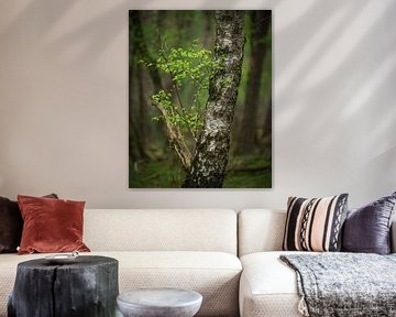 Birch sprout