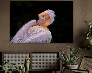 Roze pelikaan doet veren goed. von Michar Peppenster