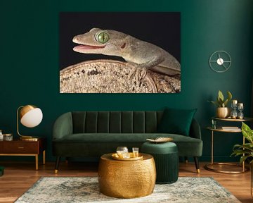 Smith's Green-eyed Gecko (Gekko smithii) by Ronald Pol