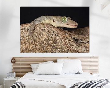 Smith's Green-eyed Gecko (Gekko smithii) by Ronald Pol