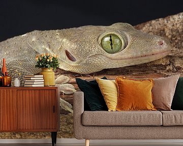 Smith's Groenooggekko (Gekko smithii) van Ronald Pol