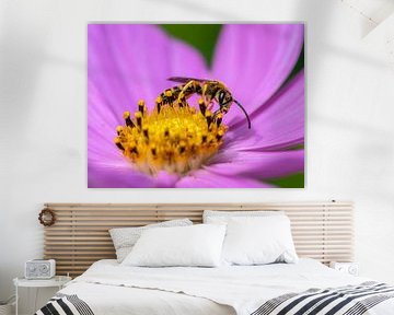 Macro of a furrow bee on a pink dahlia flower by ManfredFotos